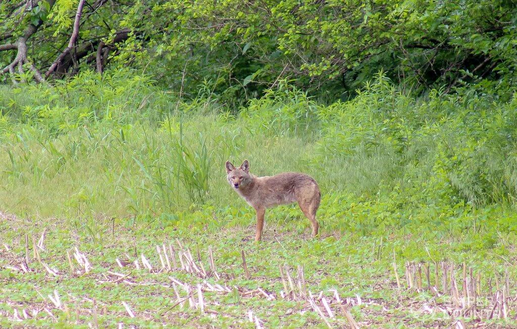 coyote on field