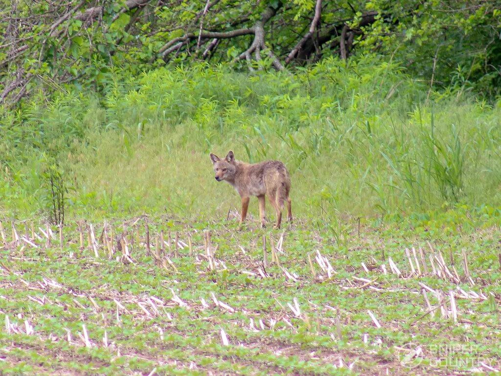 coyote in field