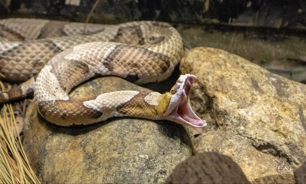 Picture of a copperhead snake