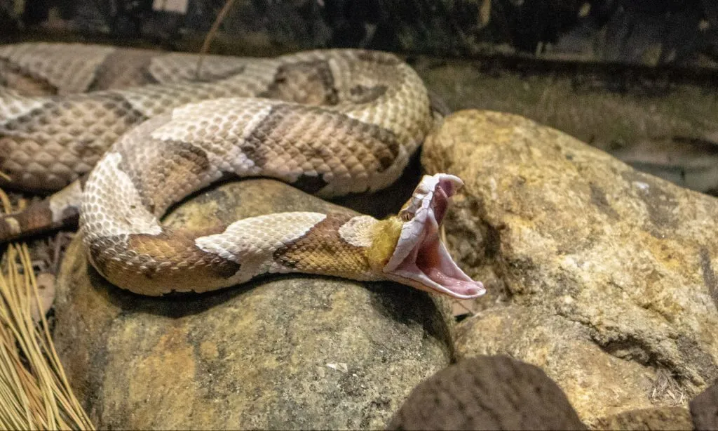 Picture of a copperhead snake