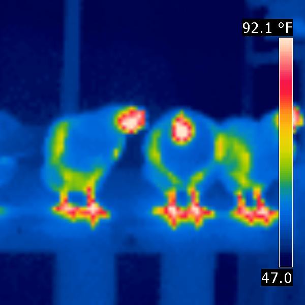 A close-up shot of two chickens using a thermal scope.